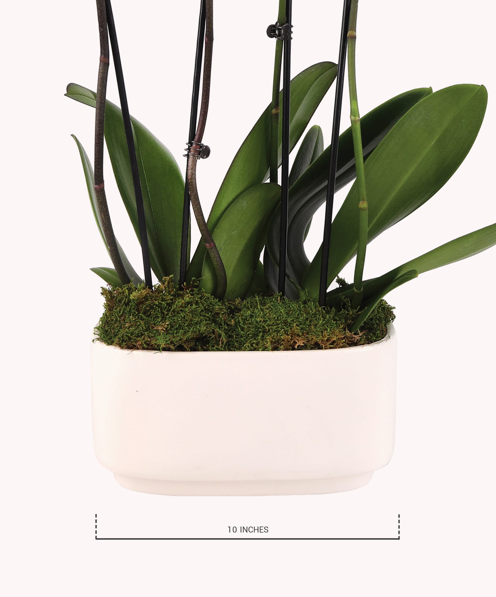 Elegant potted orchid with lush green leaves and a modern white planter, 10 inches tall.