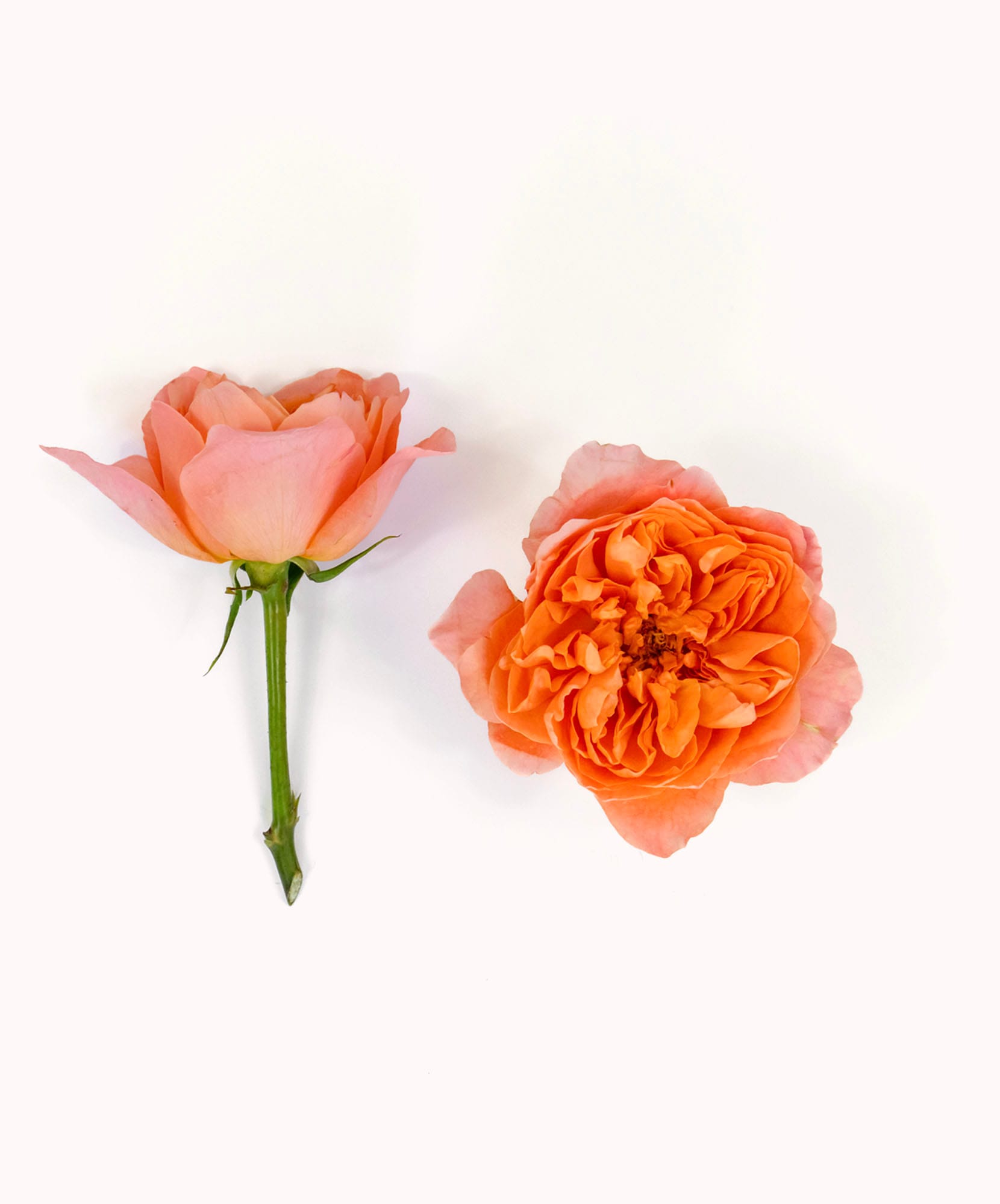 Two beautiful peach-colored roses, one in bloom and one budding, against a soft background.